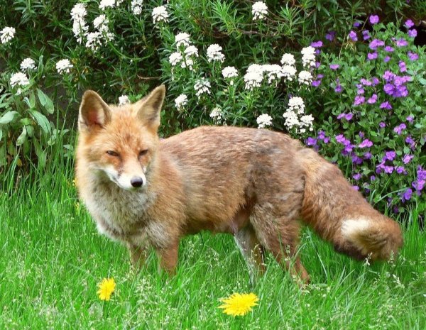 Лисица весной