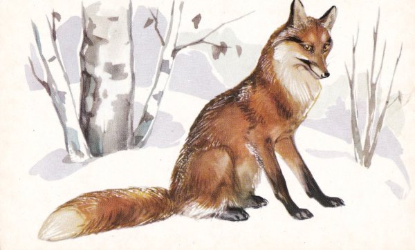 Обыкновенная лисица рисунок