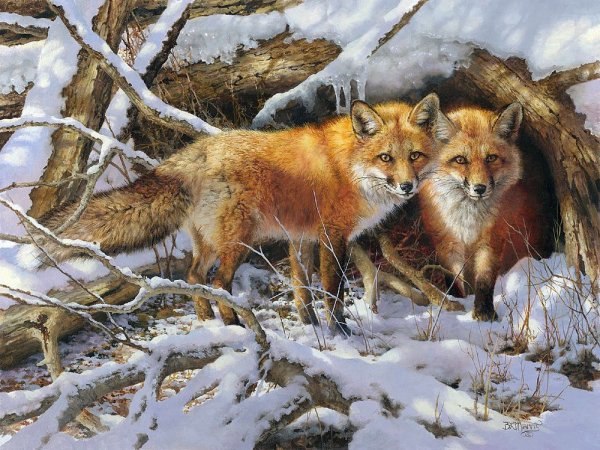 Мокрая лиса