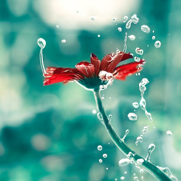 Красивые ножки в цветах