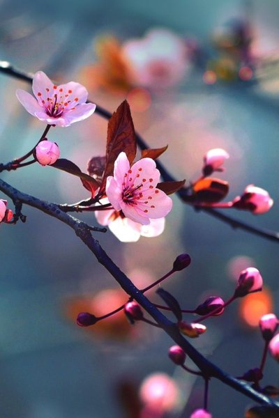 Девушки брюнетки осенью с цветами