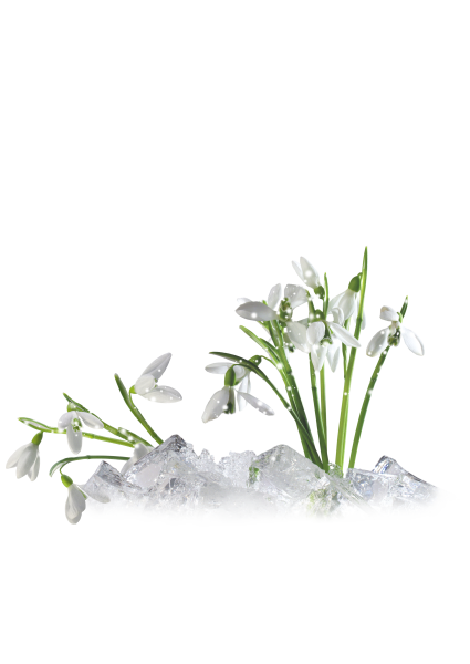 Цветы без фона