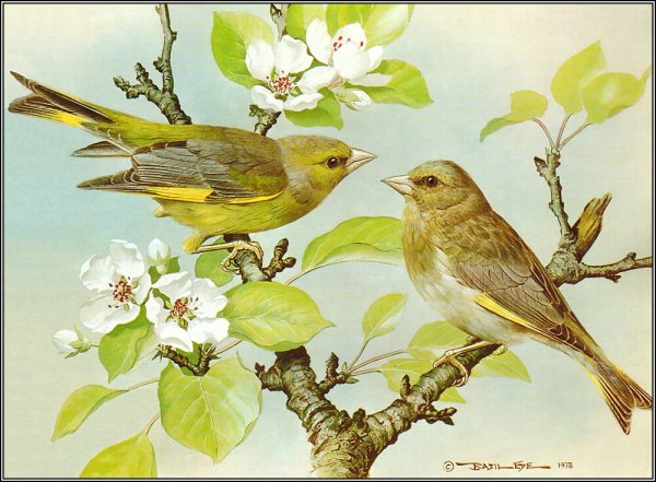 Скворец Скворушка скворечник