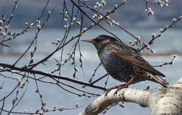 Птицы прилетели живопись