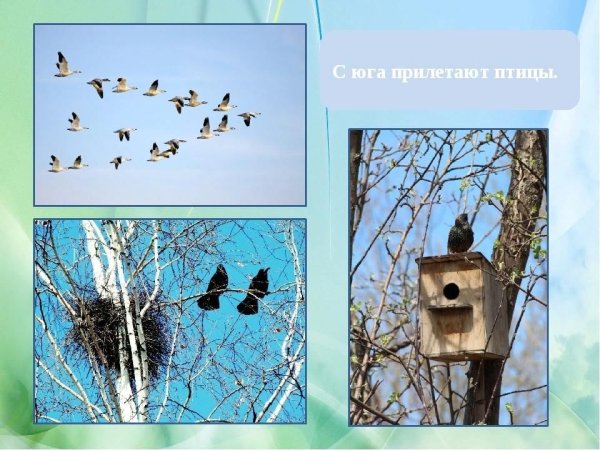 Грачи весной