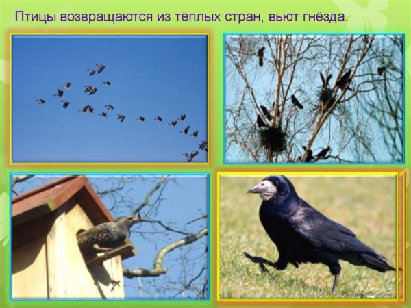 Перелётные птицы названия