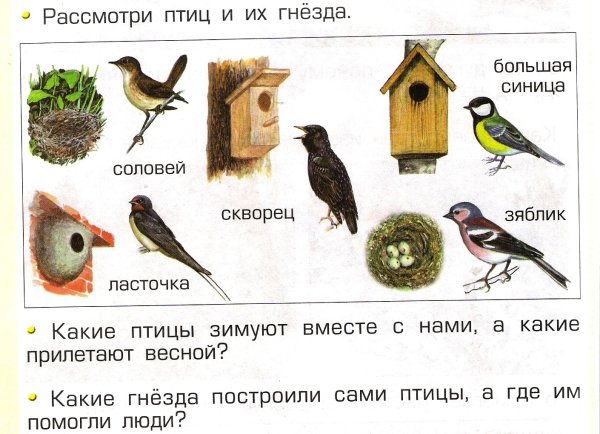 Птицы весной