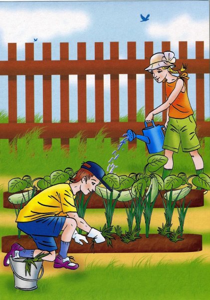 Овощи на грядке