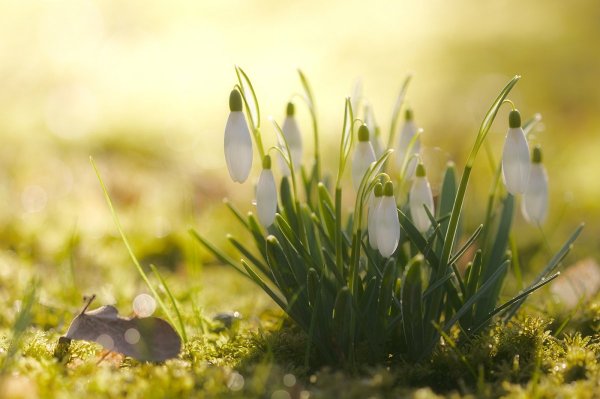Доброе утро Весна подснежники