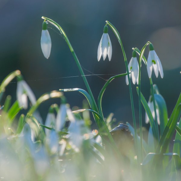 Букет подснежников в корзине