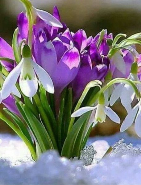 Ранняя Весна пролески