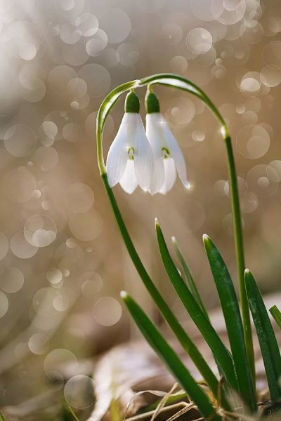 Подснежники под снегом
