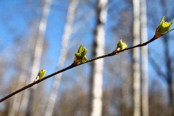 Признаки весны