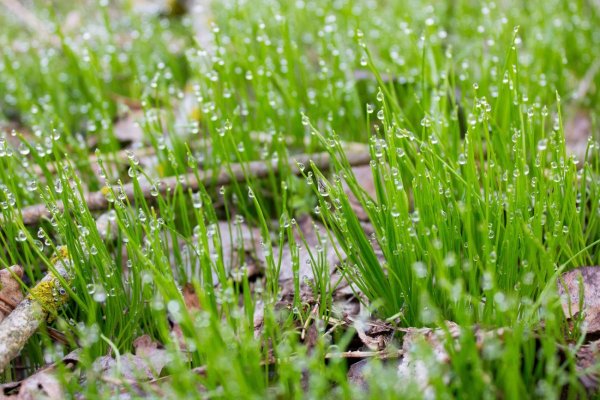 Весенняя травка