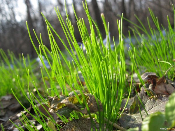 Первая Весенняя трава