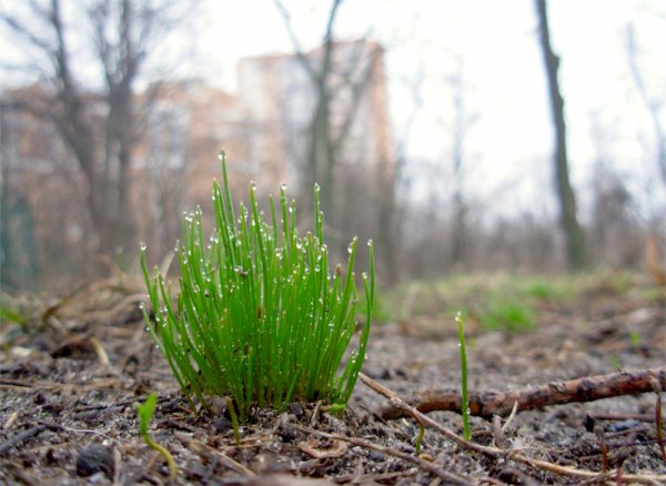 Трава весной