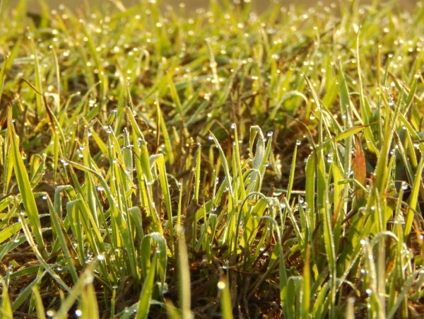 Ранняя Весенняя травка