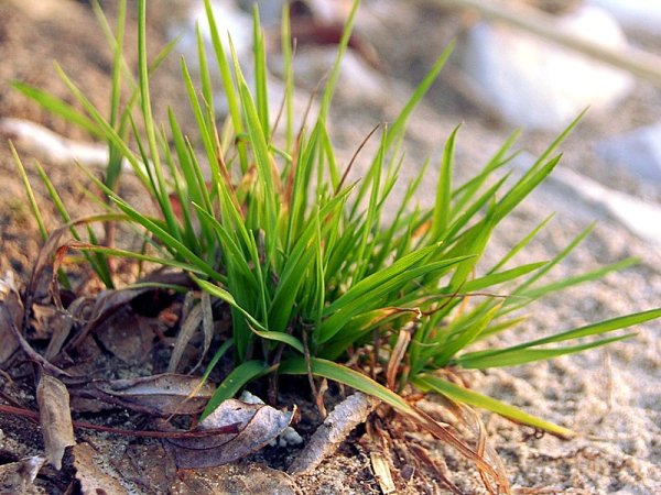 Первая Весенняя трава