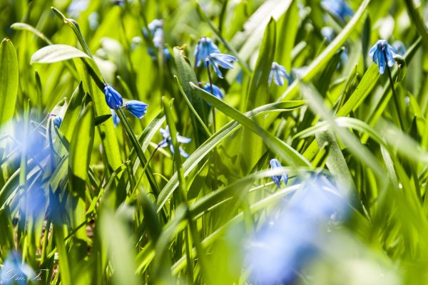 Весна первая трава