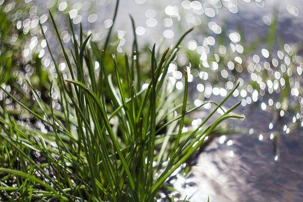 Весна зелень