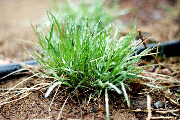 Первая Весенняя трава