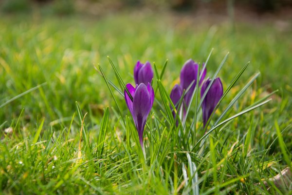 Весенняя трава