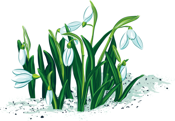 Подснежник для детей