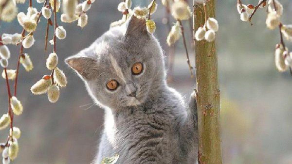 Кошка и сирень