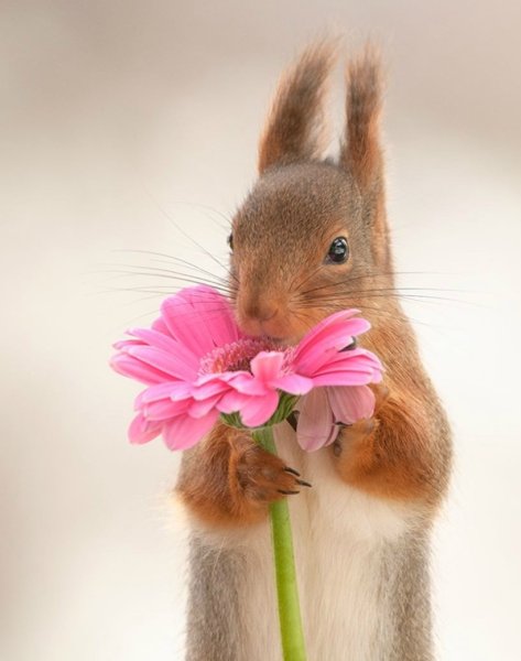 Женя Левина бурундуки