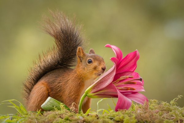 Котик на ветке