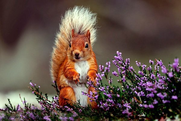 Животные весной