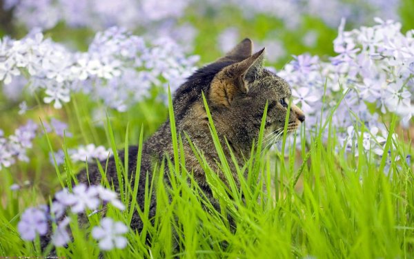 Котик на природе