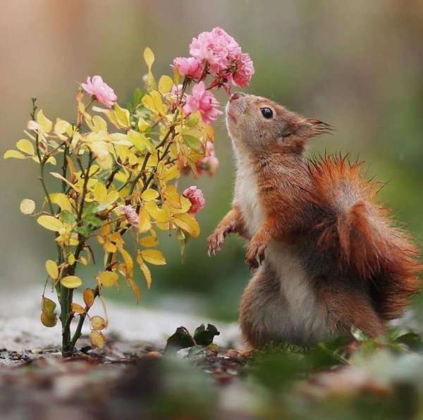 Мышь полевка