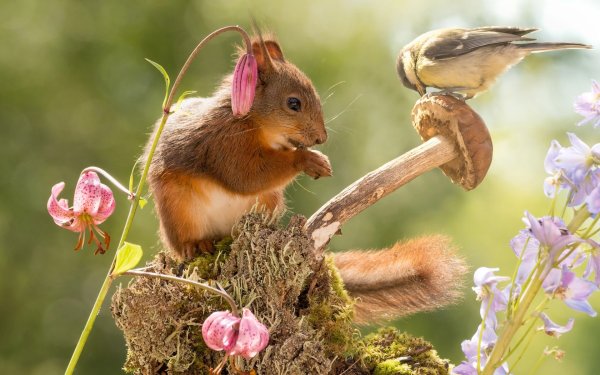 Волк в цветах