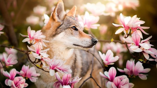 Весна и котики