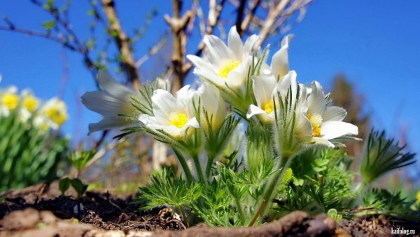 Ранняя Весна в Сибири