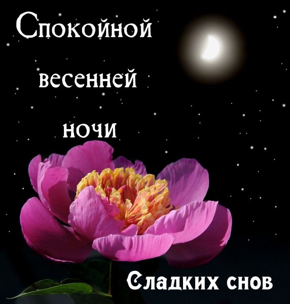 Сладких снов