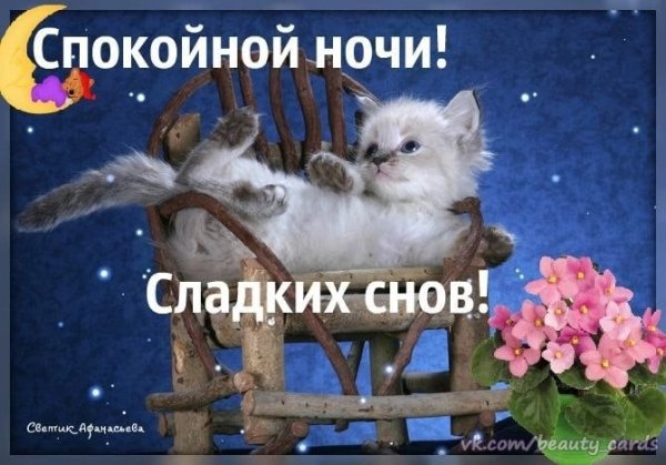 Спокойной весенней ночи котенок