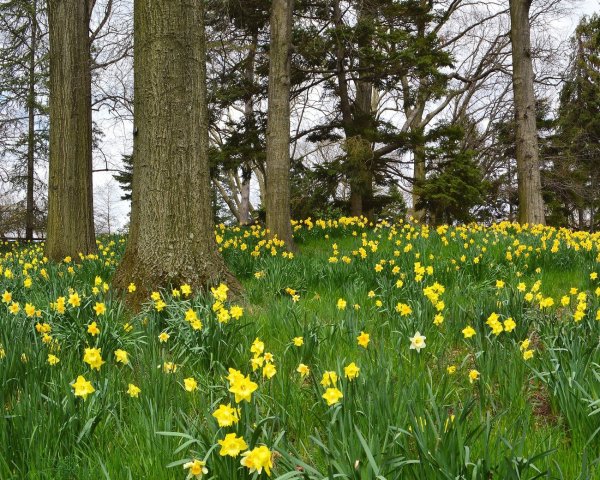 Весенняя Полянка