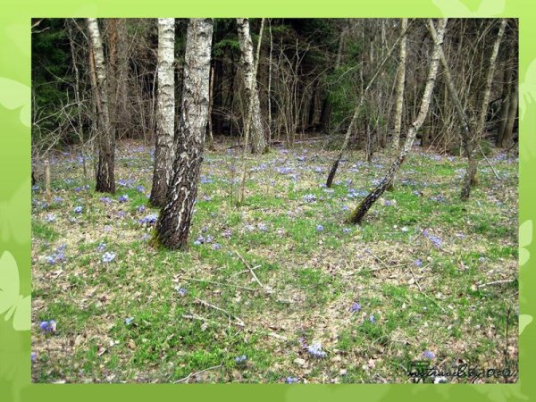 Сказочная Поляна