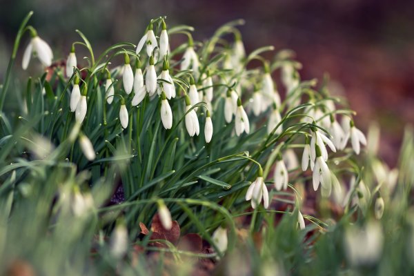 Разновидности подснежников