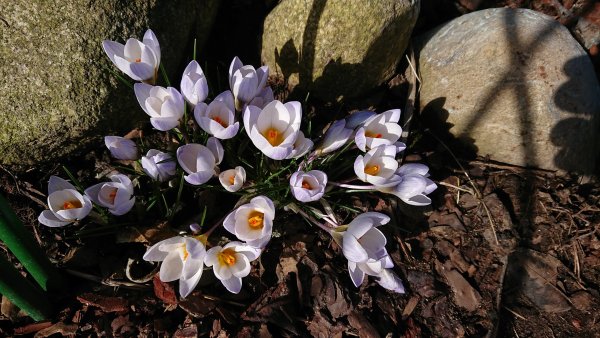 Вера Кавура крокусы подснежники
