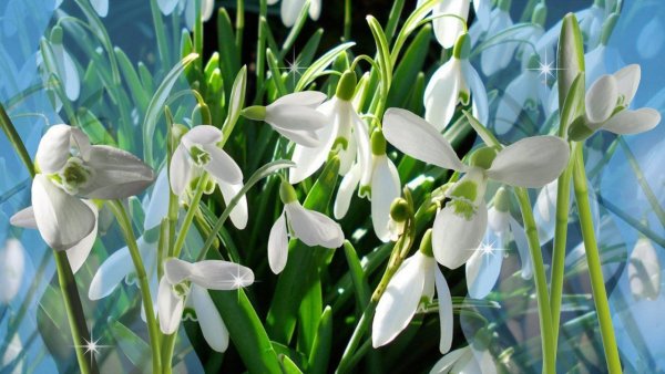 Подснежники и небо