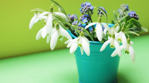 Белые подснежники