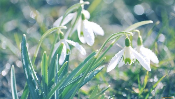 Олимпик подснежники