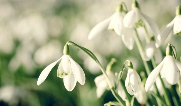 Весна подснежники