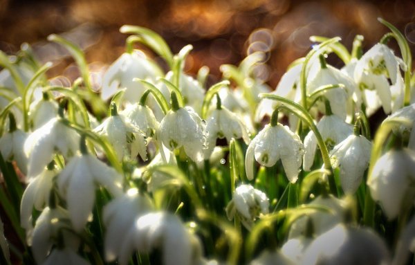 Белоцветник весенний и подснежники