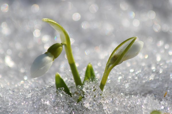 Подснежники Приморские