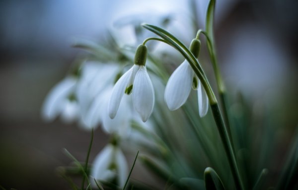 Крокусы в снегу