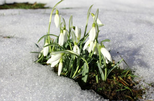 Белые подснежники